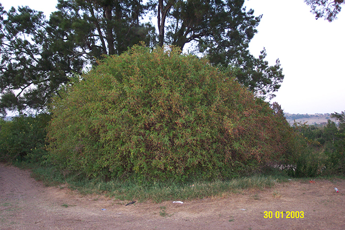 African Boxthorn_weed_04.jpg